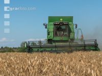 Erbsen Ernte 21
