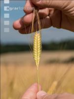 Einkorn 10