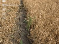 Cracks in the ground 4