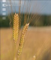 Einkorn 11