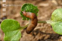 Ackerschnecke Raps 2