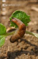 Ackerschnecke Raps 1