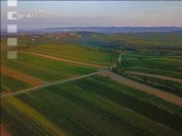 Vineyard in August 5