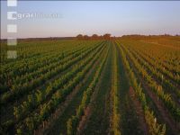 Vineyard in August 4