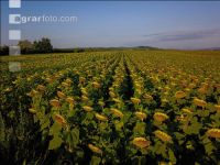 Sonnenblumen Fruchtentwicklung 5