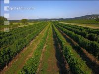 Vineyard in August 2