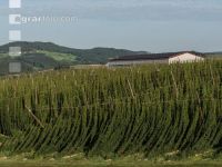 Hopfen 15