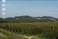 Hopfen 14