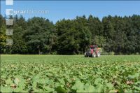 Raps Herbstdüngung 15