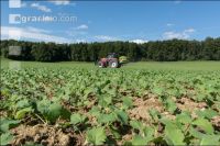 Raps Herbstdüngung 16