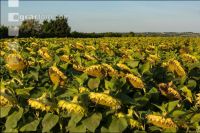 Sonnenblumen Fruchtentwicklung 4