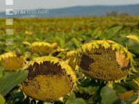 Sonnenblumen Fruchtentwicklung 3