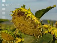 Sonnenblumen Fruchtentwicklung 2
