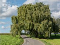 Trauerweide 2