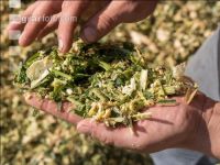 Shredlage Maissilage 1