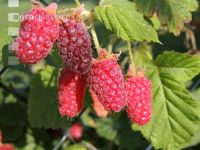Taybeeren 6