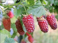 Taybeeren 5