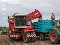 Industriekartoffel Ernte 92