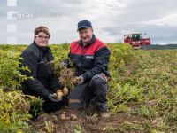 Industriekartoffel Ernte 88