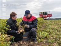 Industriekartoffel Ernte 87
