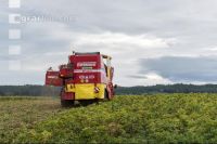 Industriekartoffel Ernte 86