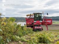 Industriekartoffel Ernte 78