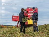 Industriekartoffel Ernte 76