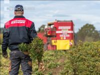 Industriekartoffel Ernte 74