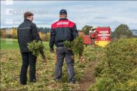 Industriekartoffel Ernte 73