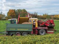 Industriekartoffel Ernte 71