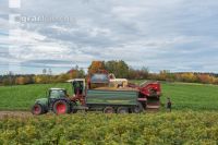 Industriekartoffel Ernte 70