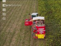 Industriekartoffel Ernte 68