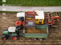 Industriekartoffel Ernte 67