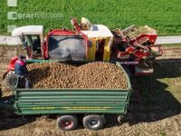 Industriekartoffel Ernte 66