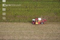 Industriekartoffel Ernte 60