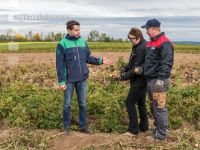 Industriekartoffel Ernte 56