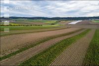 Industriekartoffel Ernte 55