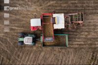 Industriekartoffel Ernte 50