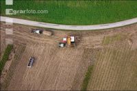 Industriekartoffel Ernte 49