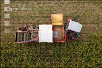 Industriekartoffel Ernte 46
