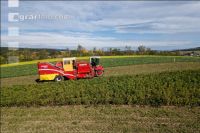 Industriekartoffel Ernte 40