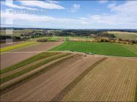 Industriekartoffel Ernte 38