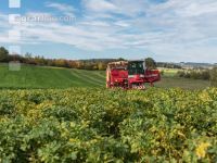 Industriekartoffel Ernte 36