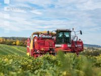Industriekartoffel Ernte 35