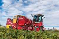 Industriekartoffel Ernte 34