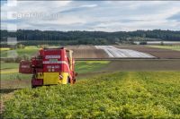 Industriekartoffel Ernte 33