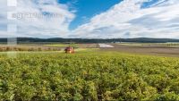 Industriekartoffel Ernte 32