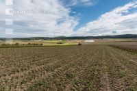 Industriekartoffel Ernte 31
