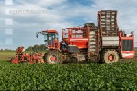 Sugar beets harvest 190
