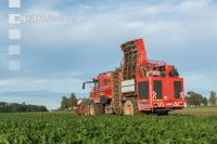 Sugar beets harvest 189